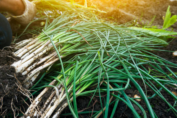 istock harvesting green onion in spring 1220446922