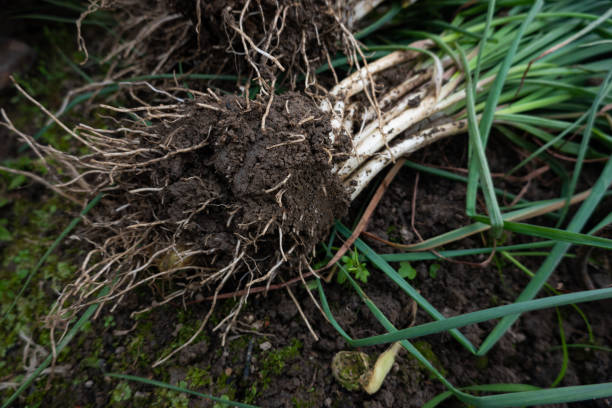 istock harvesting green onion in spring 1220446941