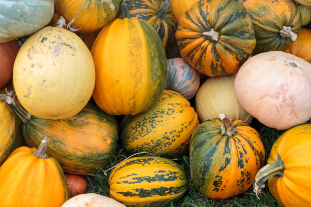 istock ripe harvested pumpkins from farm fields, agricultural 1220448200