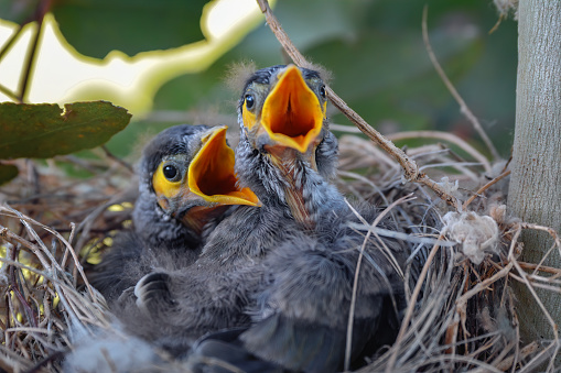 Noisy miner bird (Manorina melanocephala) babies in a nest.