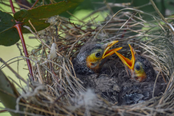 bambini minatori rumorosi in un nido - hatchling yellow small nature foto e immagini stock