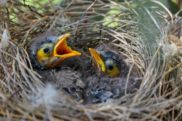 istock Noisy Miner babies in a nest 1220448951