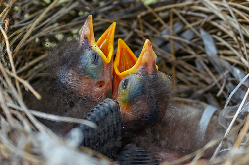 Noisy miner bird (Manorina melanocephala) babies in a nest.