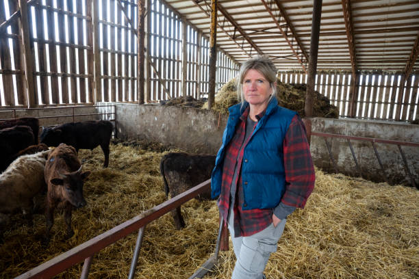 istock A female cattle farmer inside a barn with calves. 1220449227