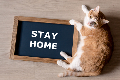 Red cat with blurred the poster in the frame with the words stay home. Concept Quarantine and social distance.