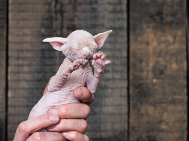 istock A small bald kitten in the hands of a man 1220453104