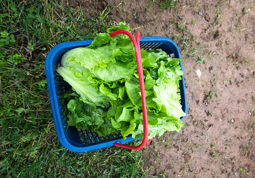 Lettuce harvested in plastic basket