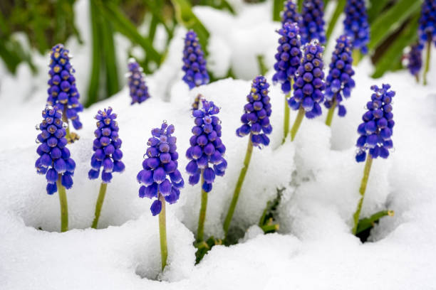 istock grape hyacinths poking out of the snow 1220453312