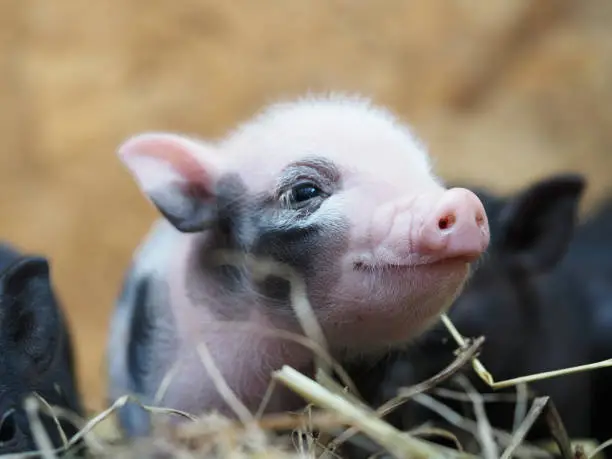An incredibly cute newborn Piglet is smiling