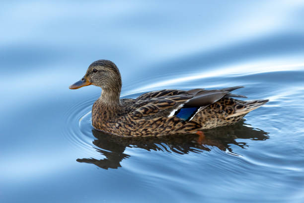 istock duck swimming in mirror blue water 1220454475