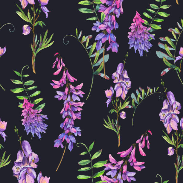 Watercolor summer seamless pattern of violet wildflowers Watercolor summer seamless pattern of violet wildflowers. Botanical texture on black background, natural flowers wallpaper. Medicinal flowers collection 3610 stock illustrations