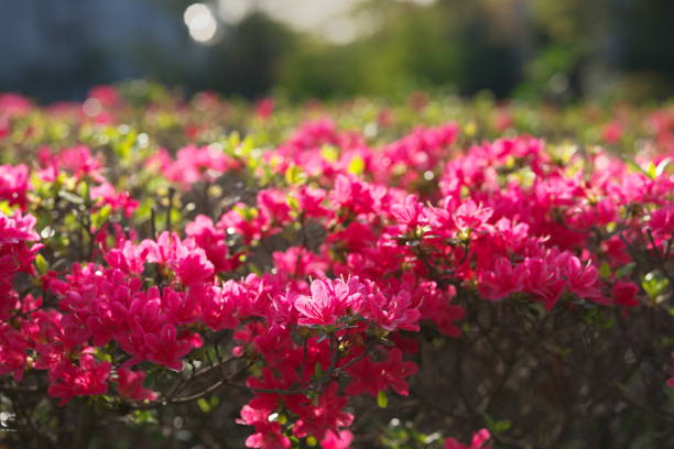 Flowering rhododendron.
