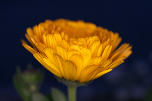 Tokyo,Japan-April 22, 2020: Isolated Marigold in the night