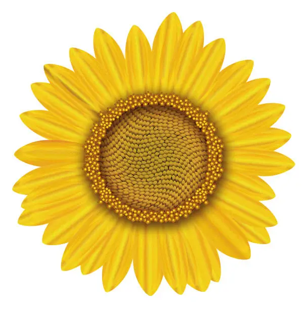 Vector illustration of closeup of a sunflower,flower, blossom, petals as an vectorial illustration