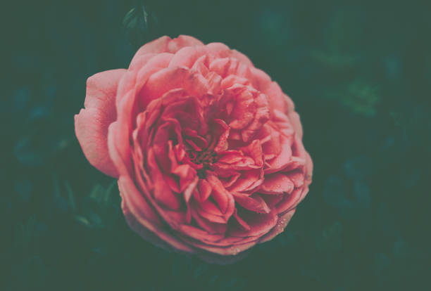 Rose flower with vintage style; isolated;