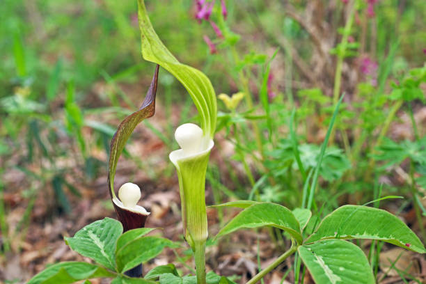istock Arisaema sikokianum 1220458434