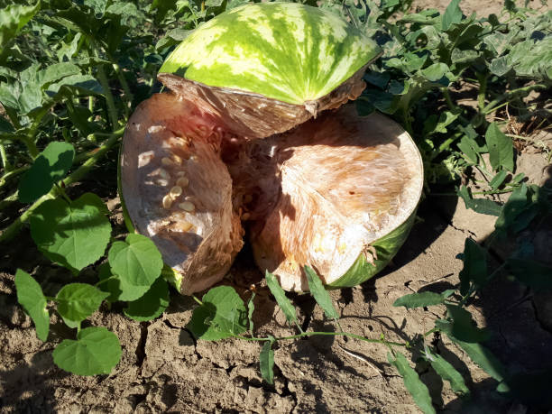 melancia com uma rachadura no campo, danos à melancia. - cucurbitales - fotografias e filmes do acervo