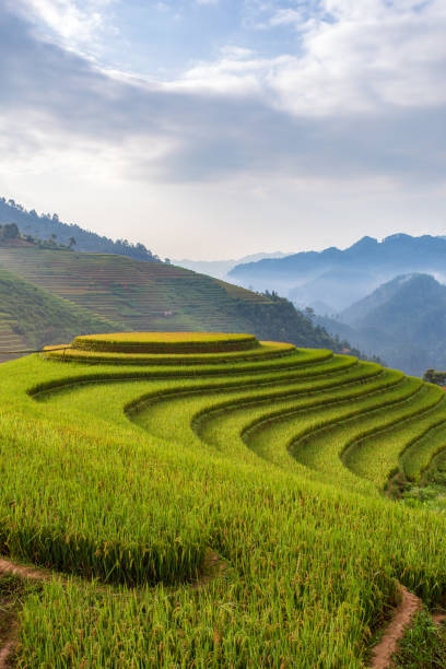 Green terraced rice fields in rainny season at Mu Cang Chai Green terraced rice fields in rainny season at Mu Cang Chai, Vietnam yên bái stock pictures, royalty-free photos & images