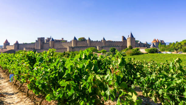 istock Row vine grape in champagne vineyards at Carcassonne background 1220460762