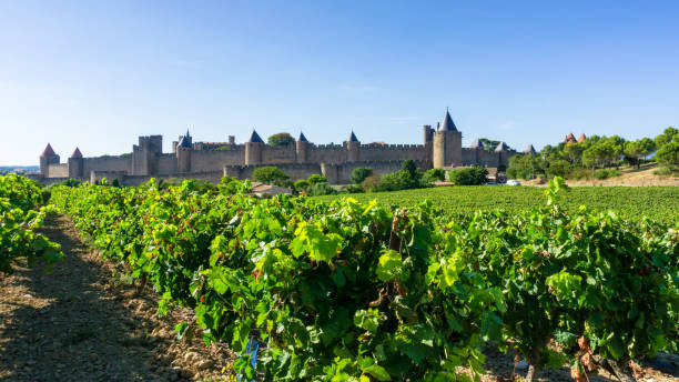istock Row vine grape in champagne vineyards at Carcassonne background 1220460772