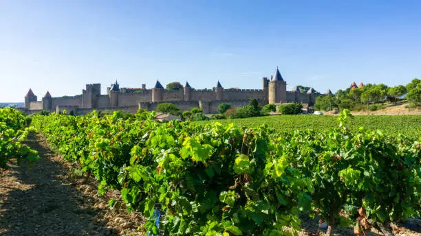 Photo of Row vine grape in champagne vineyards at Carcassonne background