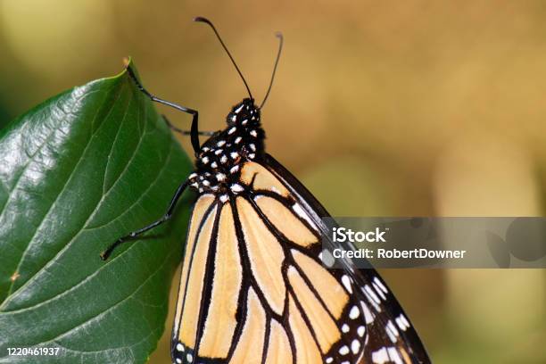 Wonderer Butterfly Stock Photo - Download Image Now - Animal, Animal Wildlife, Australia