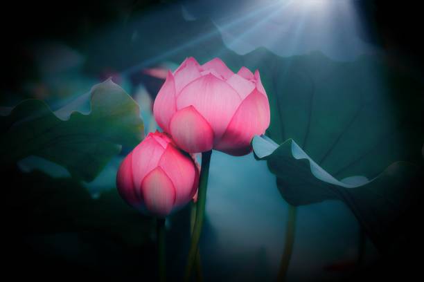 istock Summer blooming lotus 1220462699