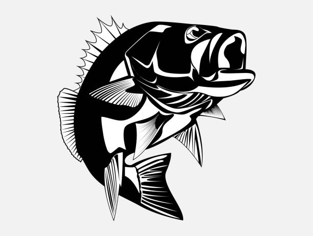 ilustraciones, imágenes clip art, dibujos animados e iconos de stock de ilustración monocroma vectorial de un pez bajo de boca grande y boca abierta - black bass illustrations