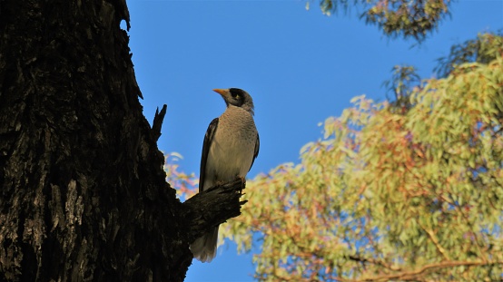 A beautiful bird is known as Noisy Miner as well as Myna.