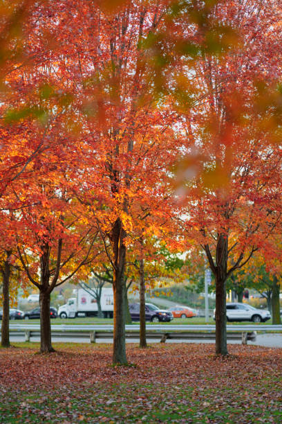 Toronto autumn park background is highway