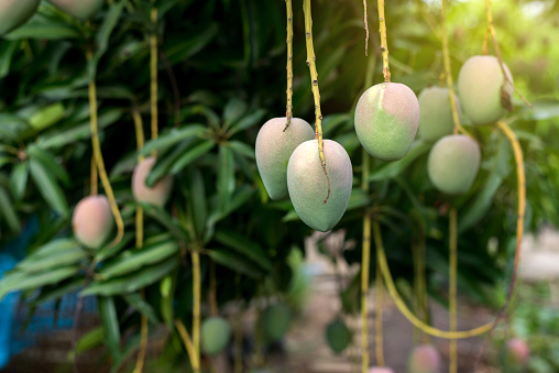 Green mango fruit bunch on the tree,Fresh fruit in tropical garden
