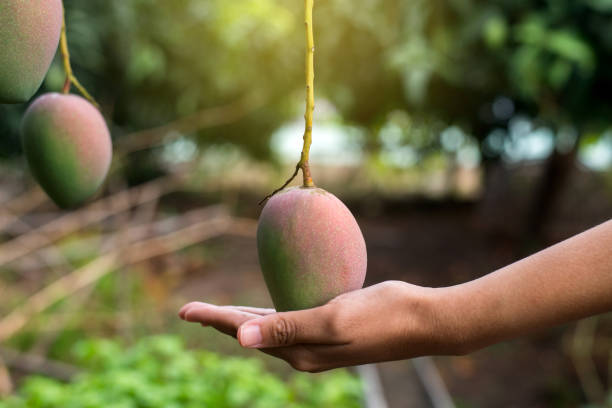 istock Green mango fruit bunch on the tree,Fresh fruit in tropical garden 1220467446