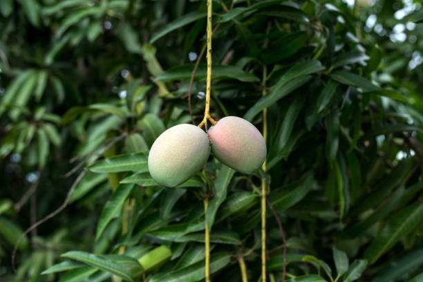 Green mango fruit on the tree,Fresh fruit in garden