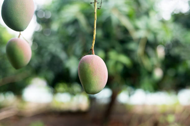 Green mango fruit on the tree,Fresh fruit in garden