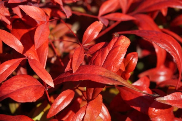 istock Red nandina demestica leaves under sunlight 1220468365