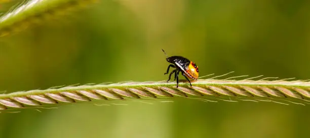 Australian Nymph Stink Bug of the superfamily Pentatomoidea