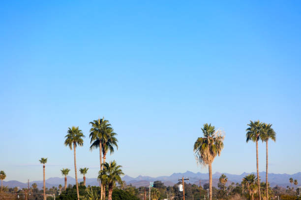 170+ Tree Arizona Phoenix Palm Tree Stock Photos, Pictures & Royalty ...