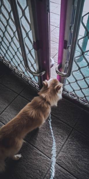 istock The golden curious dog 1220470564