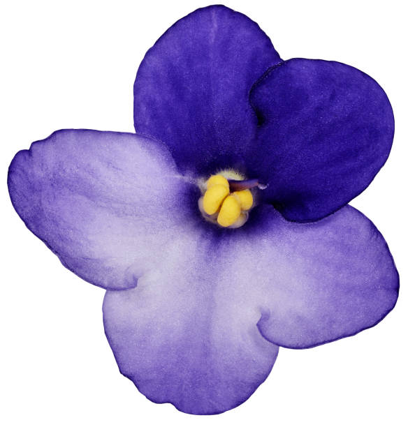 violets flower  purple-blue.  Flower isolated on a white background. No shadows with clipping path. Close-up. Nature. violets flower  purple-blue.  Flower isolated on a white background. No shadows with clipping path. Close-up. Nature. stamen purple african violet clipping path stock pictures, royalty-free photos & images