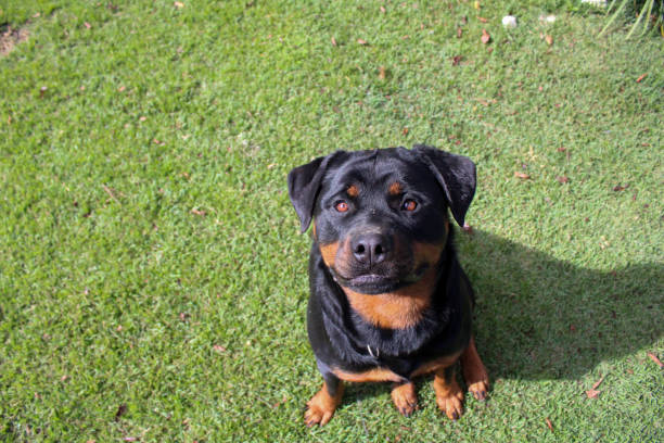 istock Rottweiler sitting on the grass looking at the camera 1220470682
