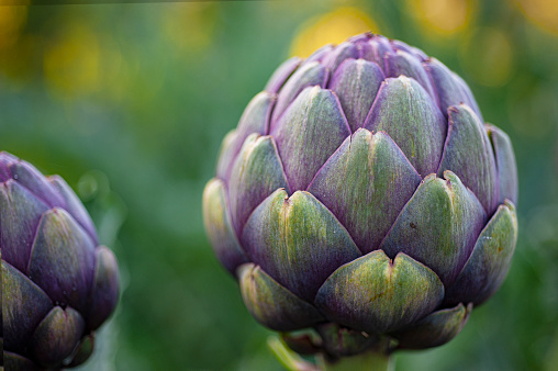 Closeup of globe artichoke plant growing outside