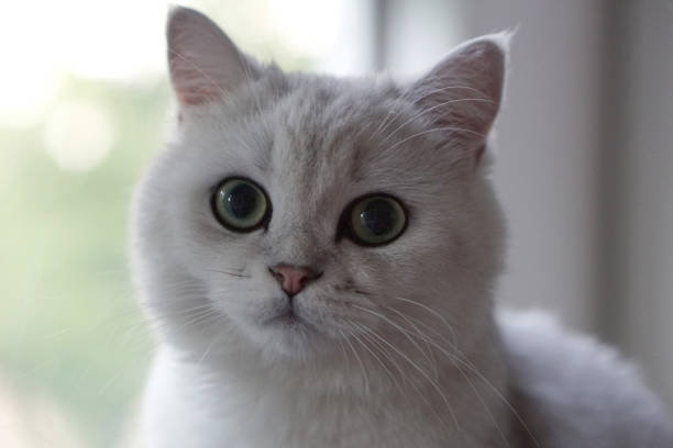 istock British shorthair cat looking at the camera 1220470705