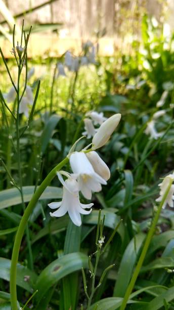 istock wildflowers in the yard 1220472949
