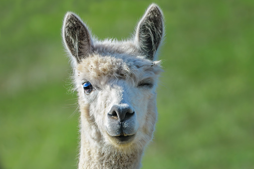 Close up portrait of a cute alpaca winking