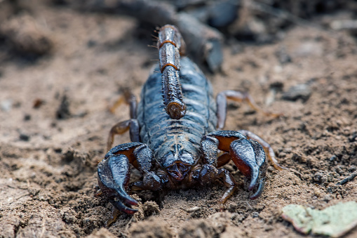 Black Rock Scorpion (Urodacus manicatus) crawling on the ground