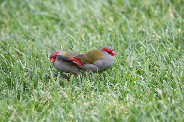 istock Red-browed Finch 1220477132