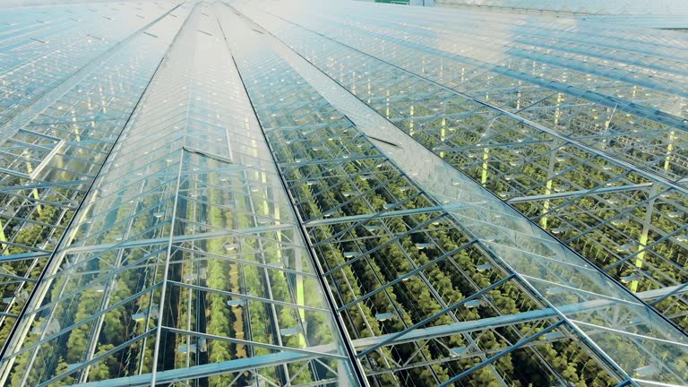 Transparent greenhouse premises with green plantations inside