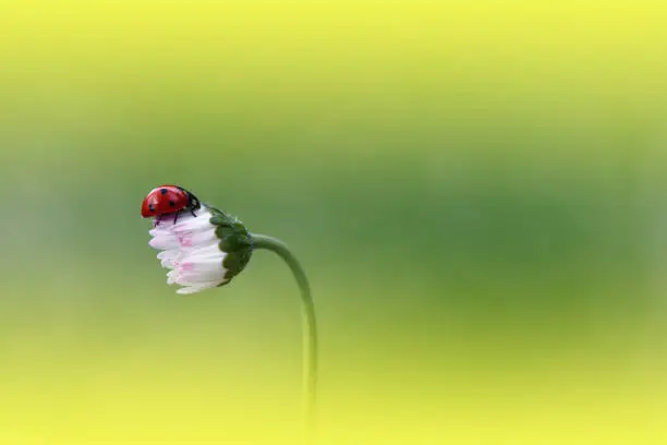 Nature,Flower,Daisy,Ladybug,Spring