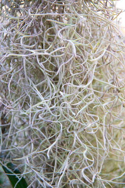 istock Close-up Spanish Moss, Australian Garden 1220483665