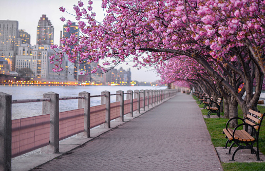 cherry blossom new york